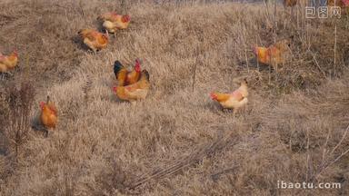 4K几只鸡在草坡上找食吃